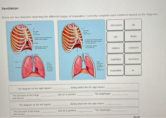 Solved Ventilation Below are two diagrams depicting the | Chegg.com