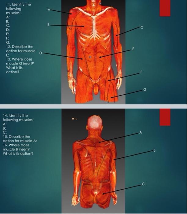 Solved B с 11. Identify the following muscles: A: B: C: D: | Chegg.com
