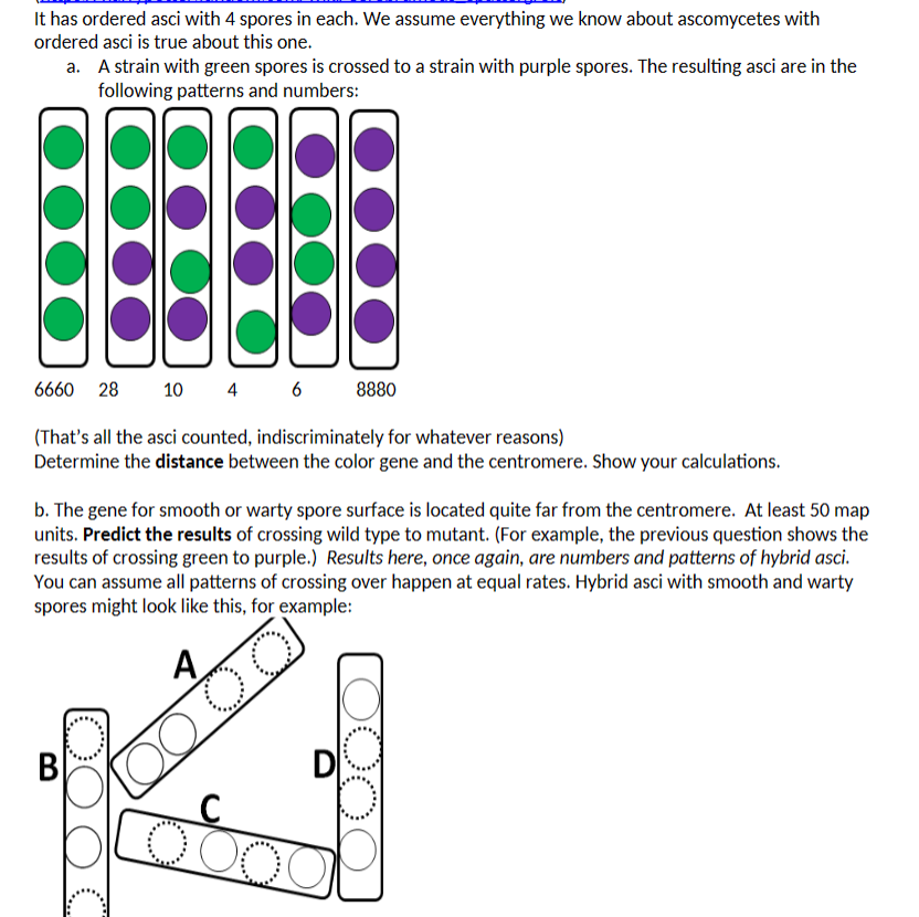 Solved It has ordered asci with 4 ﻿spores in each. We assume | Chegg.com