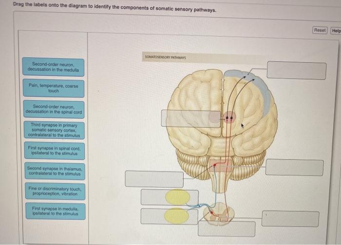 Solved Most somatosensory information decussates in the