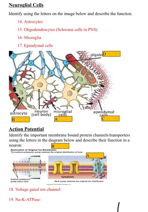 Bio 115-21 Neuron and Glia Drawings.docx - Biology 115: Organismal