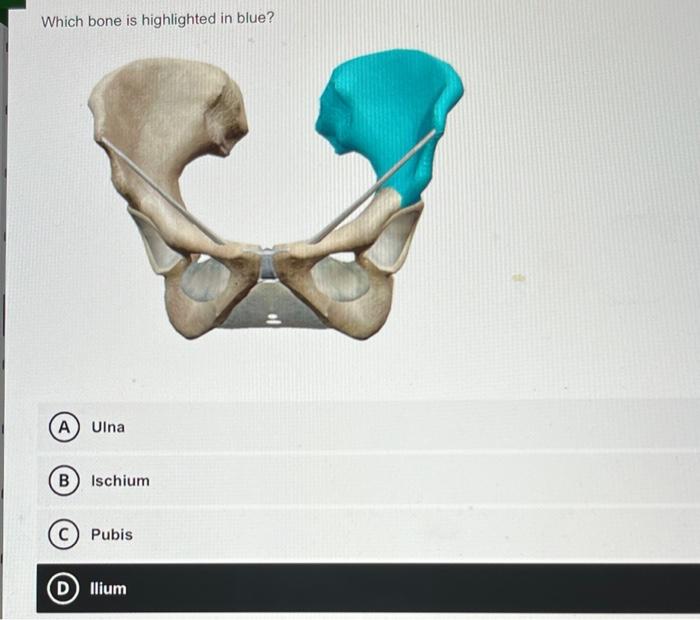 Which bone is highlighted in blue?
Ulna
Ischium
Pubis
Ilium