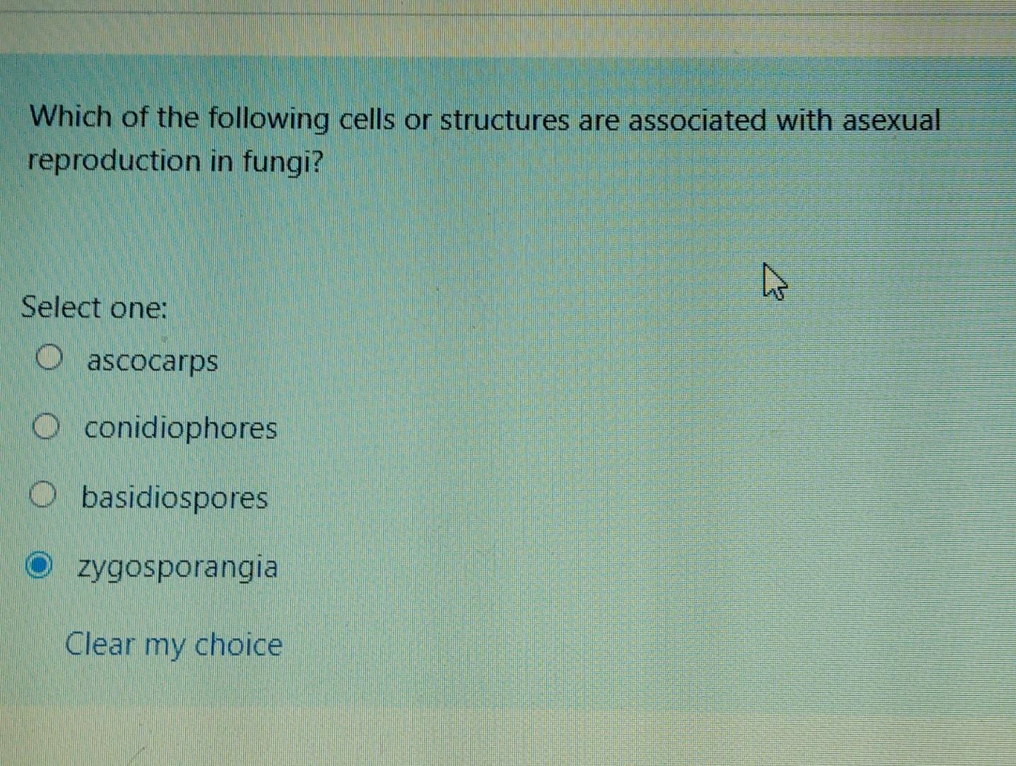 Which of the following cells or structures are associated with asexual reproduction in fungi?