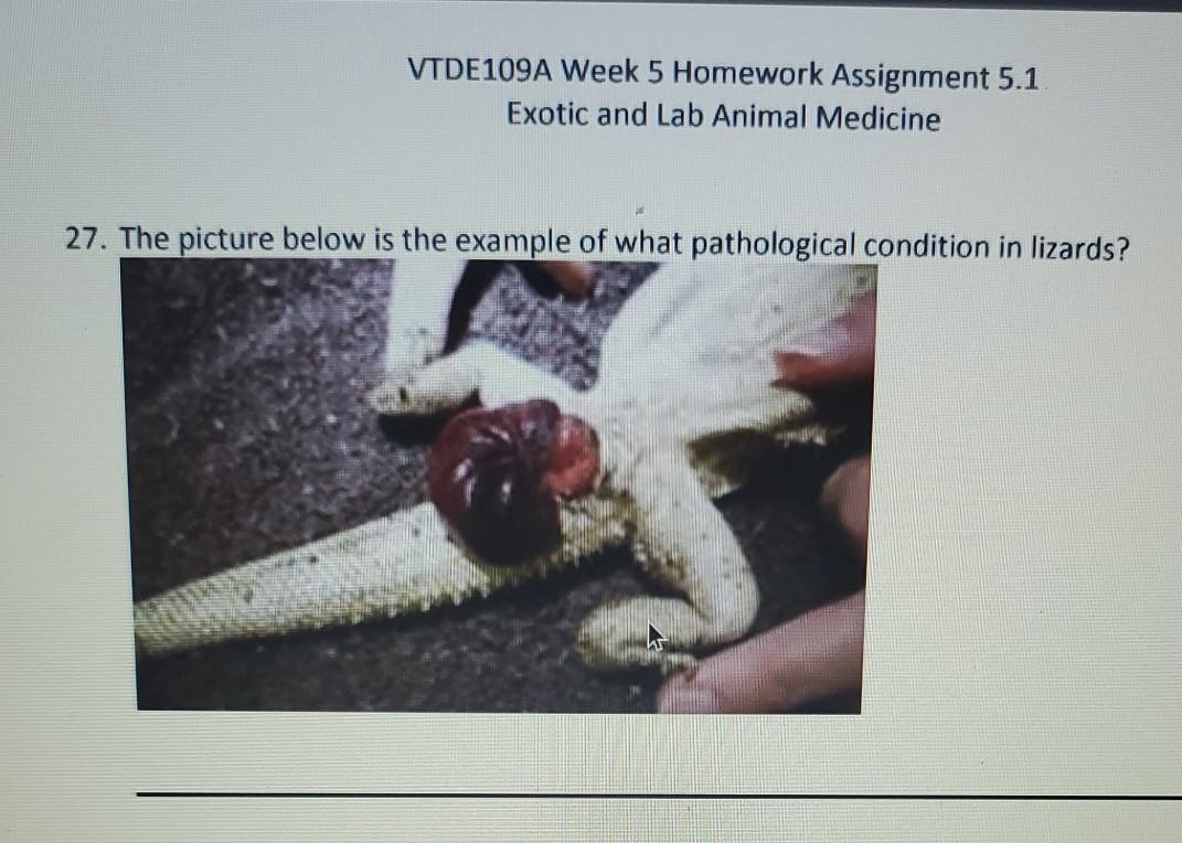 VTDE109A Week 5 Homework Assignment 5.1 Exotic and Lab Animal Medicine 27. The picture below is the example of what pathologi