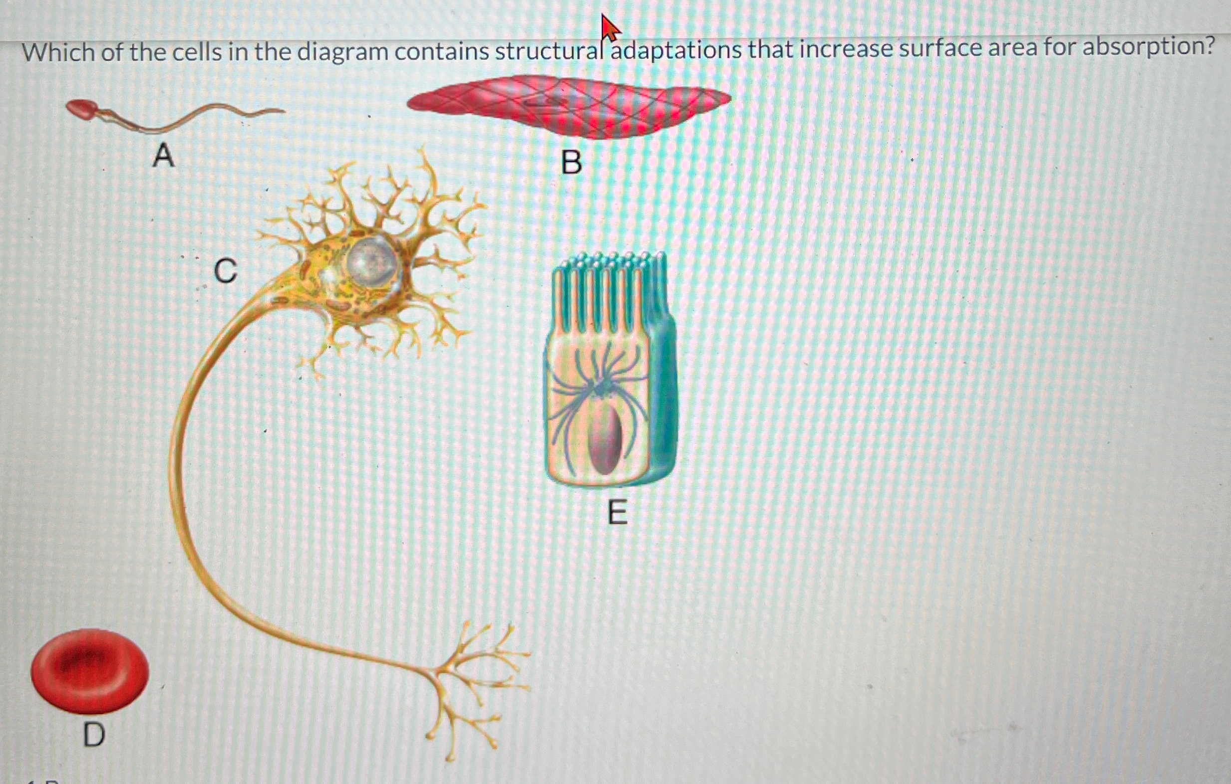 Solved Which of the cells in the diagram contains structural | Chegg.com