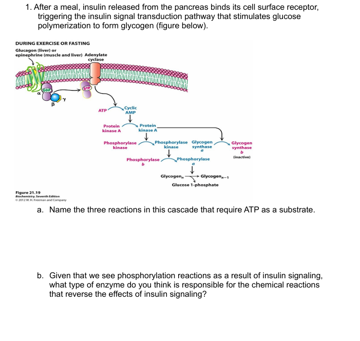 Solved 1. ﻿After a meal, insulin released from the pancreas | Chegg.com