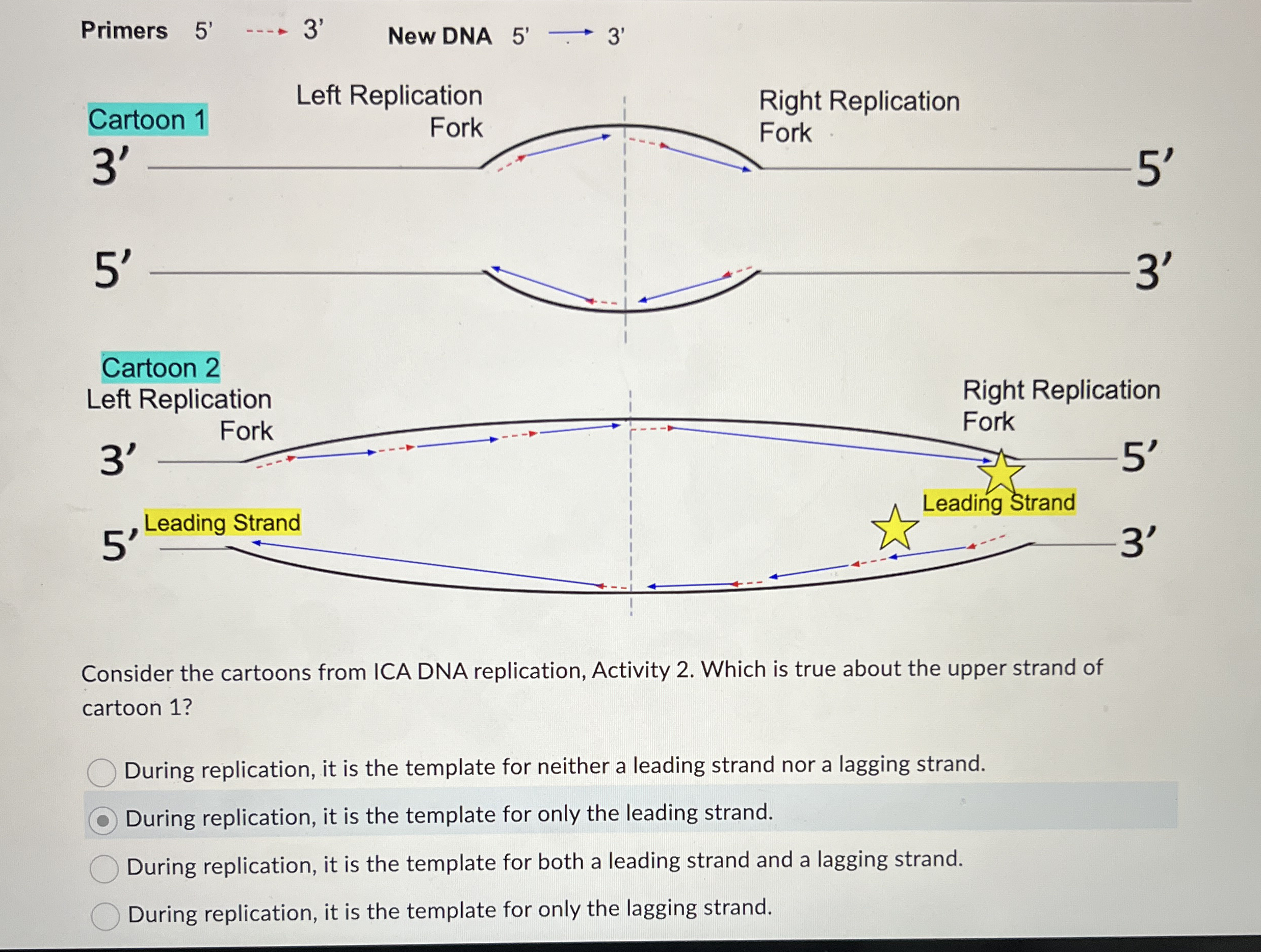 Solved Consider the cartoons from ICA DNA replication, | Chegg.com