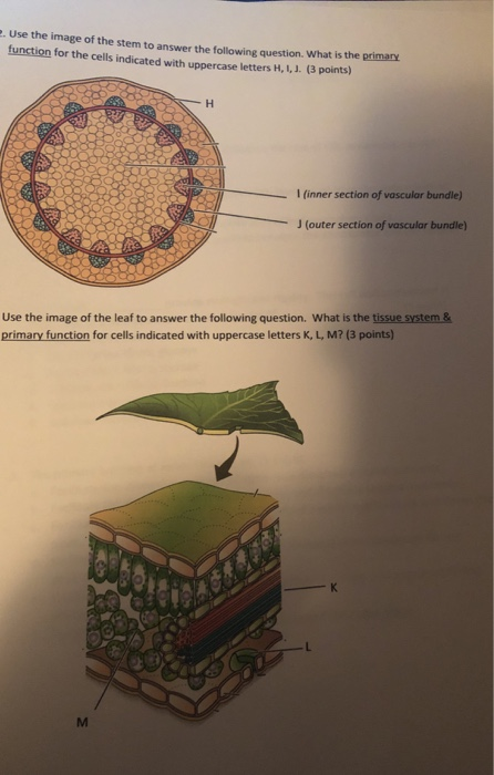 Solved 2. Use the image of the stem to answer the following | Chegg.com