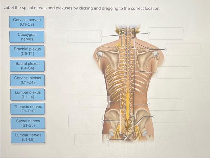 Label the spinal nerves and plexuses by clicking and dragging to the correct location.