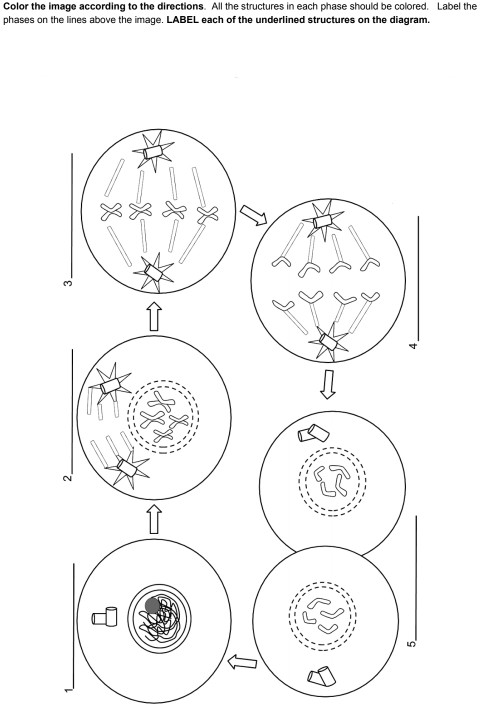 1 Interphase A Cell Spends Most Of Its Time In This Chegg Com