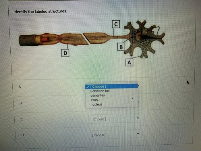 Solved Identify the labeled structures. A B с А [Choose ] | Chegg.com