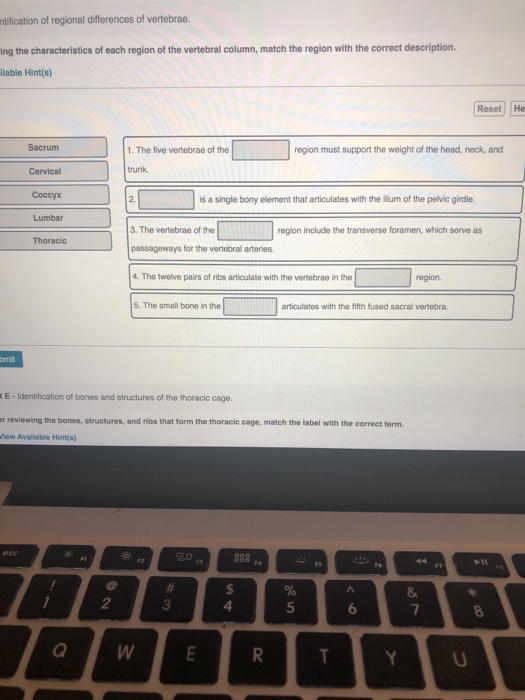 solved-antification-of-regional-differences-of-vertebrae-chegg
