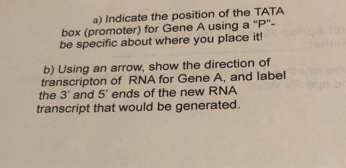 Solved 4. The figure shows double stranded DNA with Gene A | Chegg.com