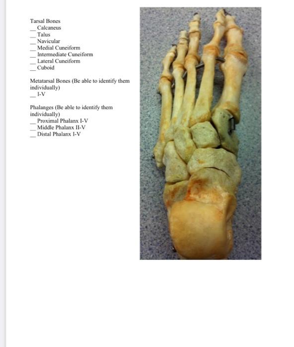 Tarsal Bones
Calcaneus
Talus
Navicular
Medial Cuneiform
Intermediate Cuneiform
Lateral Cuneiform
Cuboid
Metatarsal Bones (Be 