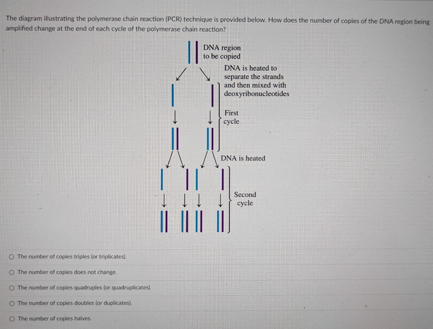 Solved The Diagram Illustrating The Polymerase Chain | Chegg.com