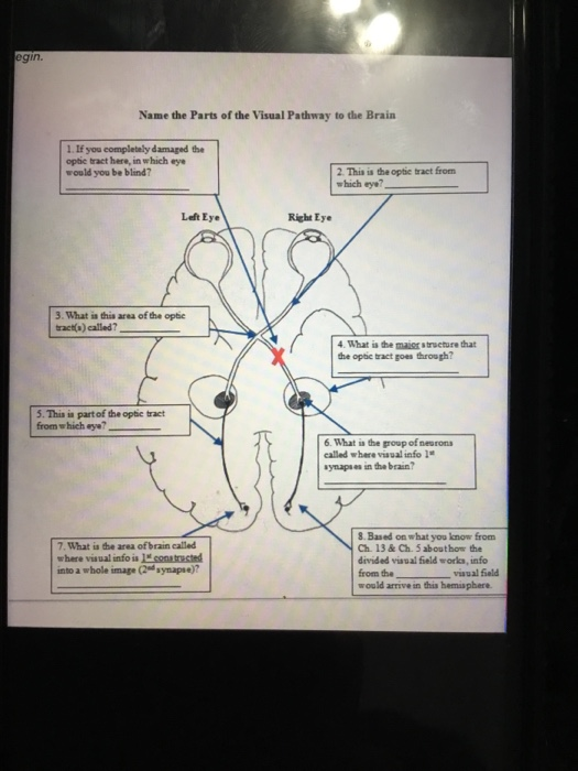 Solved egin. Name the Parts of the Visual Pathway to the | Chegg.com