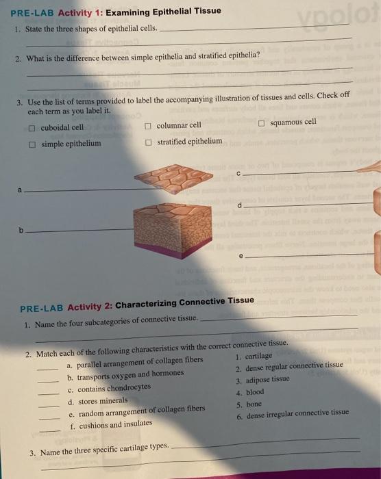 Solved PRE-LAB Activity 1: Examining Epithelial Tissue 1. | Chegg.com