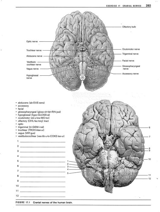 glossopharyngeal nerve brain