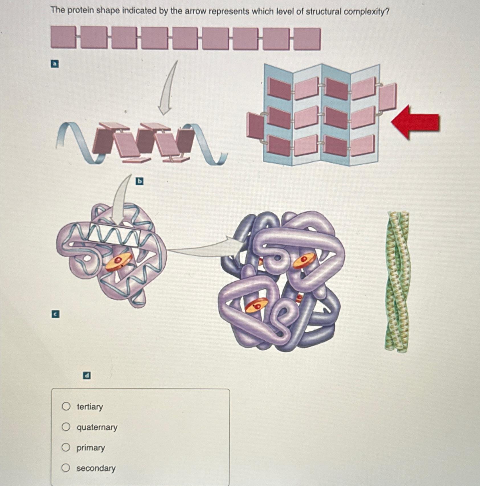 Solved The protein shape indicated by the arrow represents