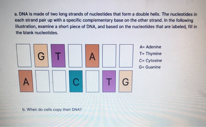 Solved A Dna Is Made Of Two Long Strands Of Nucleotides Chegg Com