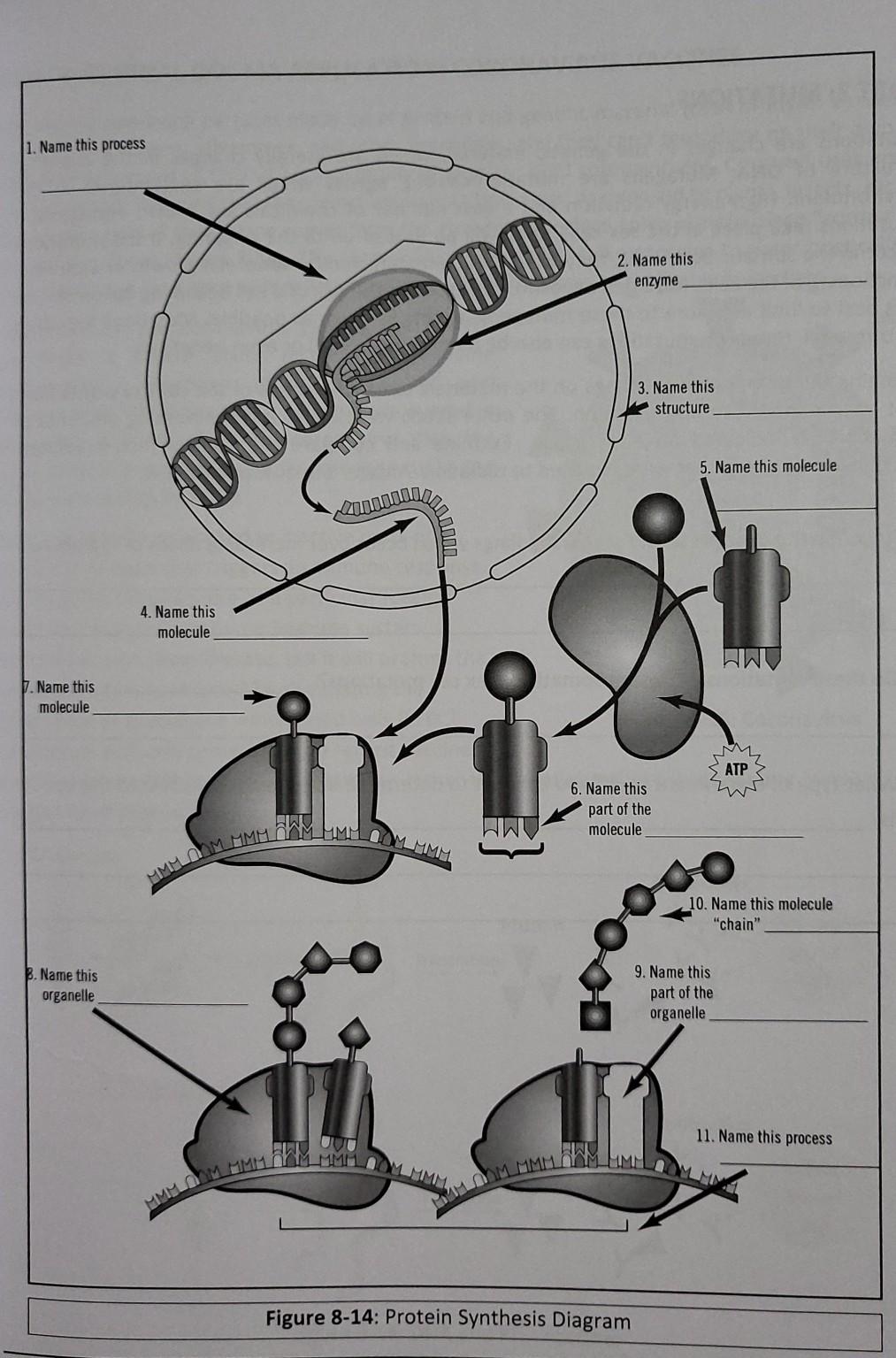 protein synthesis diagram labeled