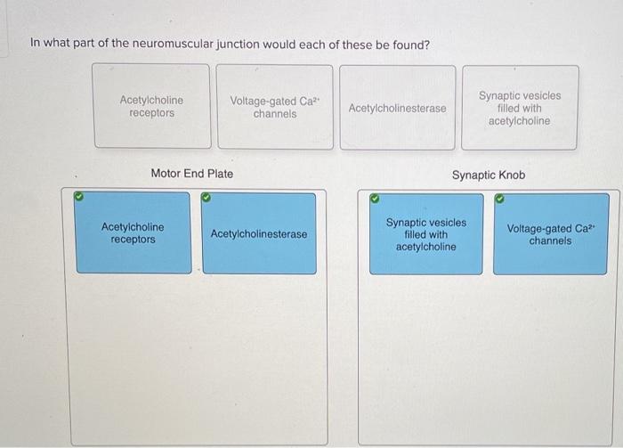 Solved in what part of the neuromuscular junction would each | Chegg.com