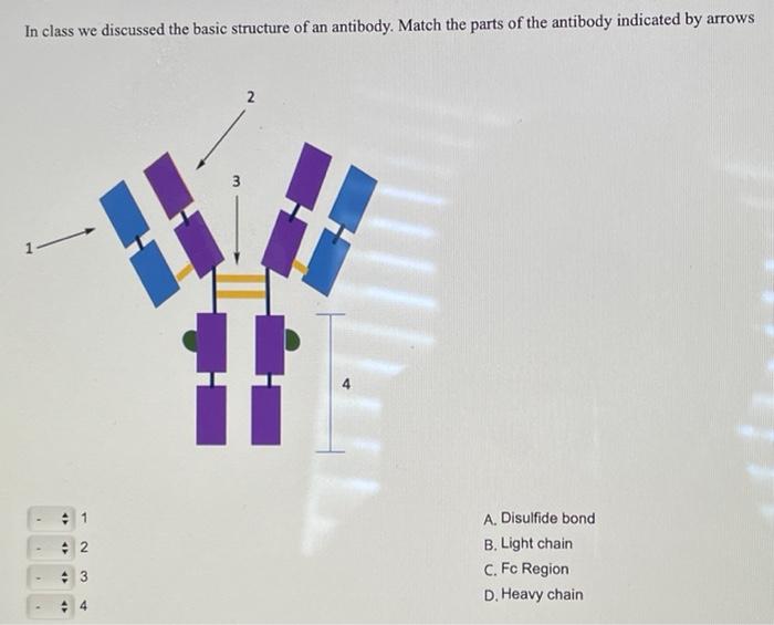 Solved A. Hemoglobin B. Myoglobin Match The Following | Chegg.com