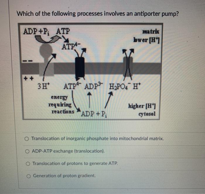 Solved Which of the following processes involves an | Chegg.com