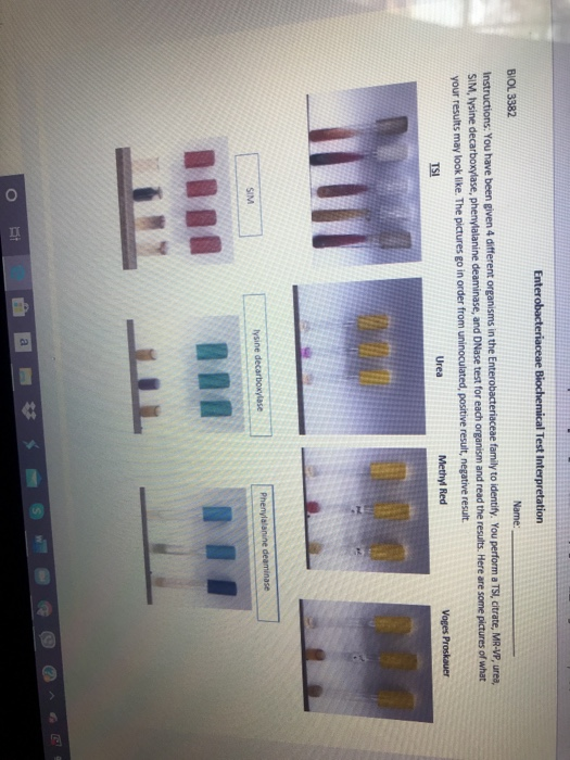 Solved Enterobacteriaceae Biochemical Test Interpretation