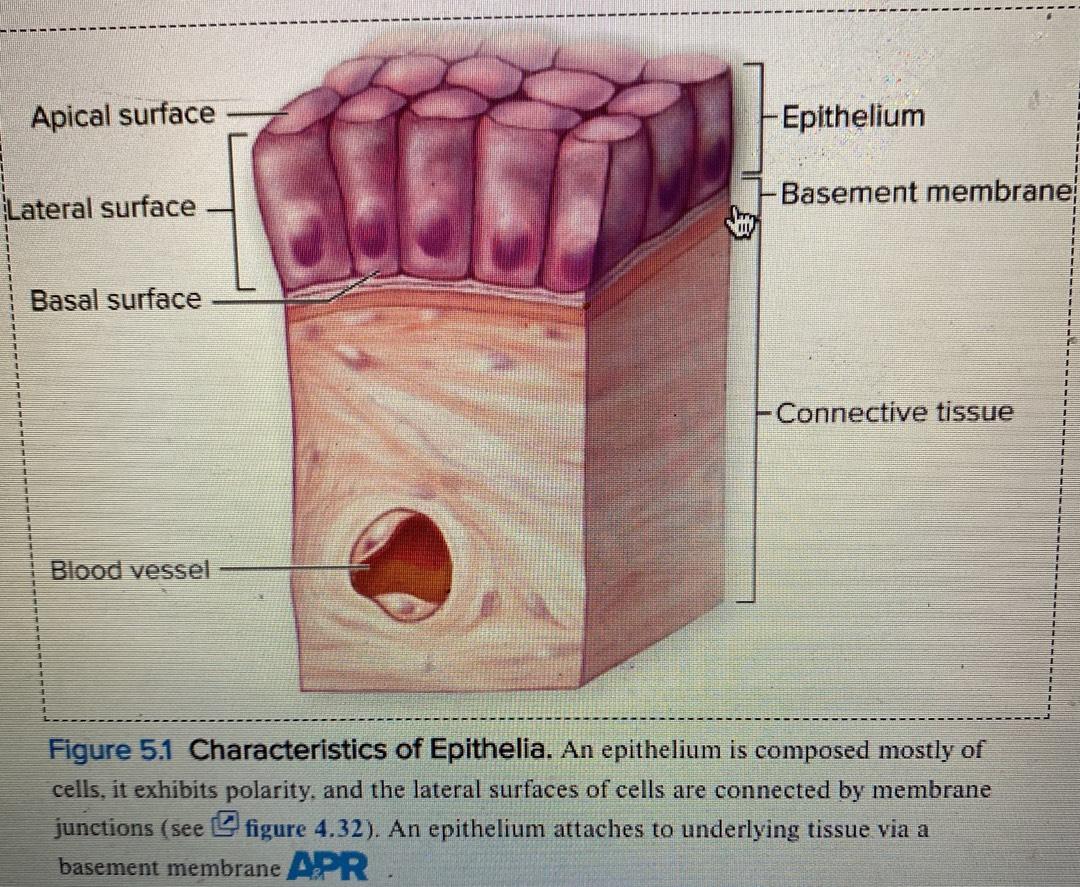 apical and basal surfaces