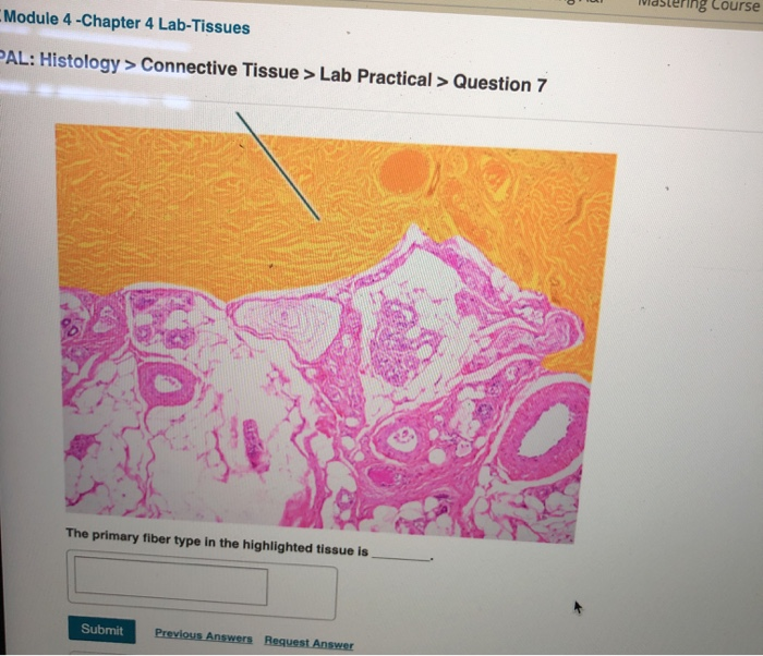 Jab 4 histology essay 03 image