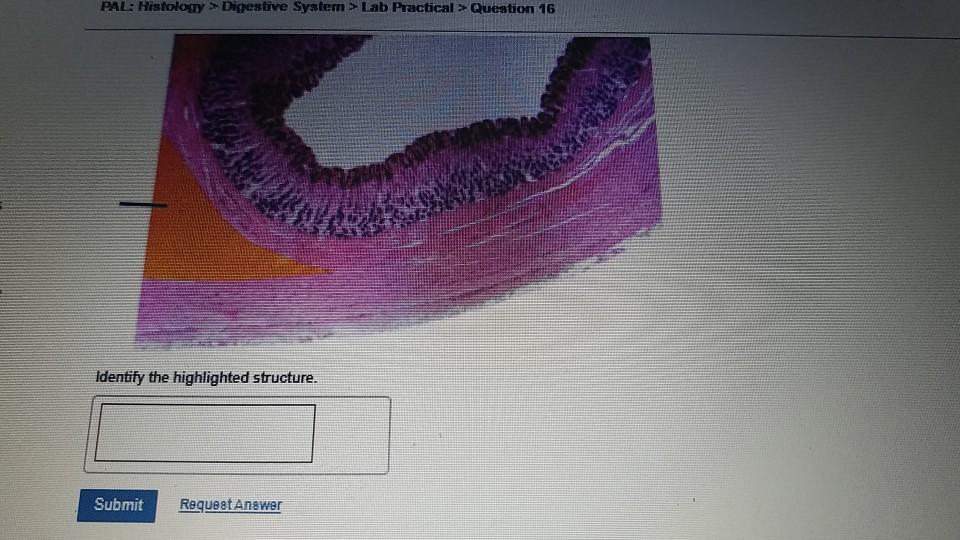 Solved PAL Histology > Digestive System > Lab Practical