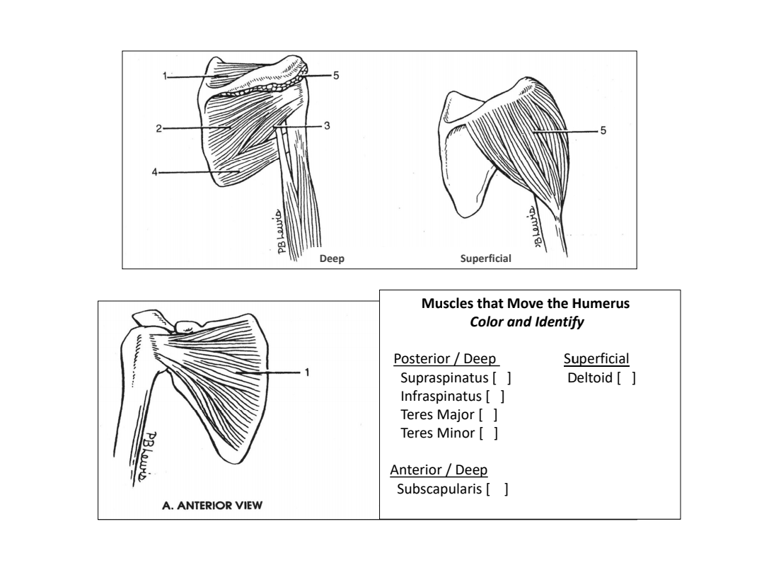 Solved 1- 5 3 PB Lewis army ac Deep Superficial Muscles that | Chegg.com