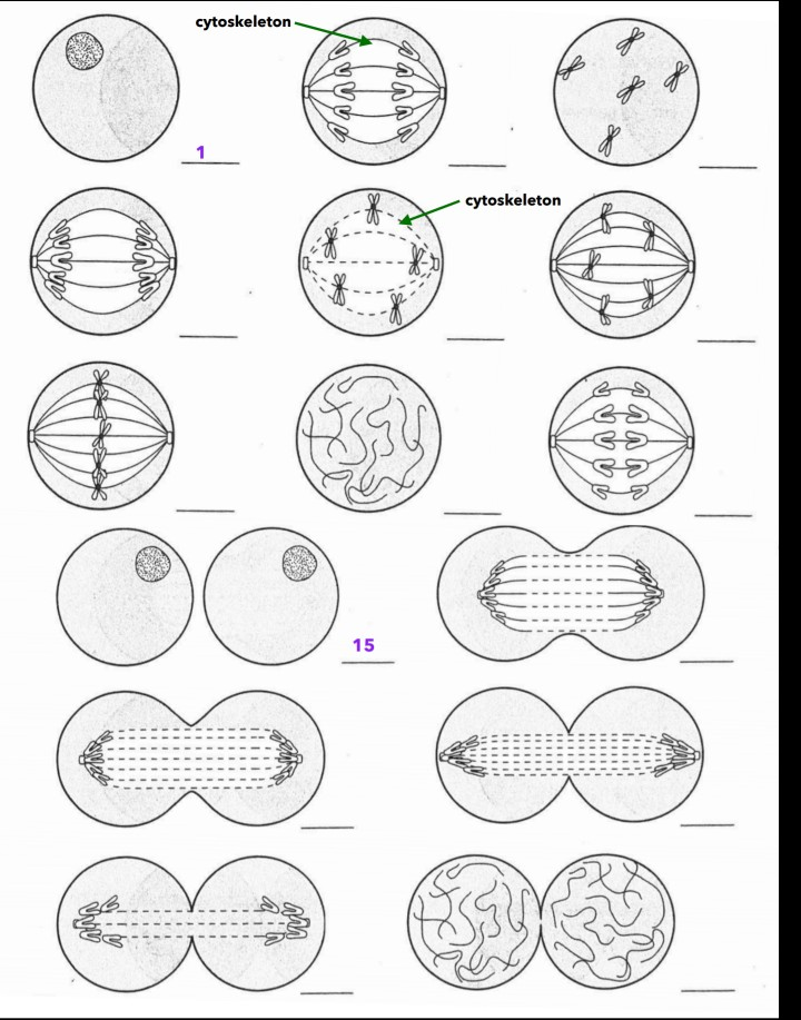 Solved For EACH image, label and color these parts 1. | Chegg.com