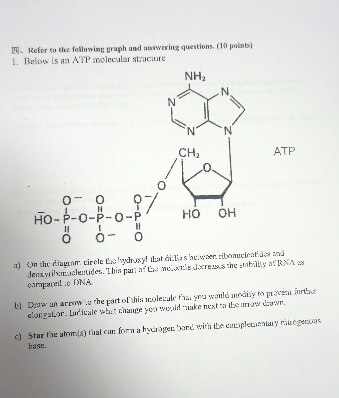 ATP structure | mrleehamber119