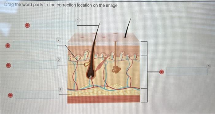 Solved Drag the word parts to the correction location on the | Chegg.com