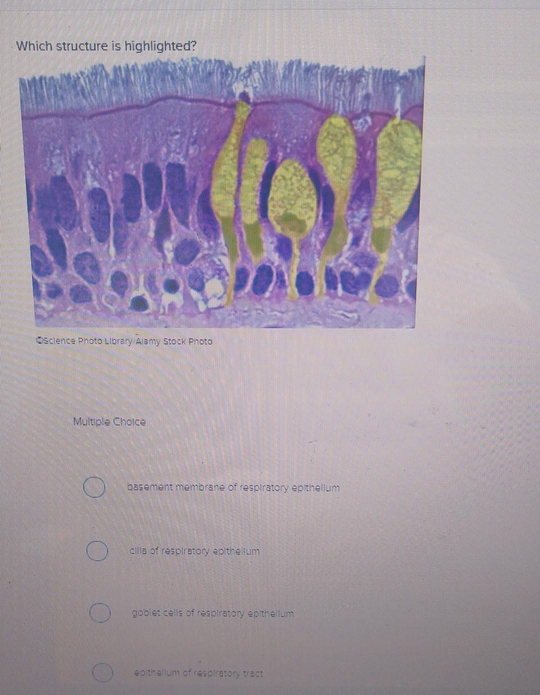 Solved Which structure is highlighted? Murtiple Cholde | Chegg.com