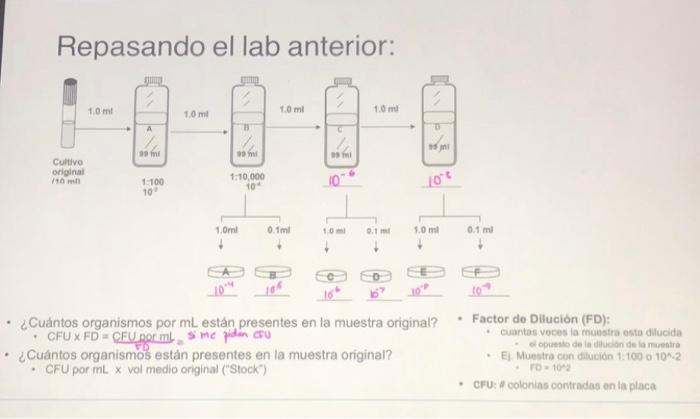 Repasando el lab anterior: 1 ml 1.0 ml 1.0 ml 1.0 ml А B sind mi si Cultivo original 1.100 10 1:10,000 10 10+ 1.Omni 0.1ml 10