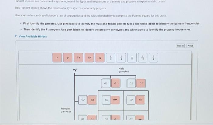 Solved EPunnett Squares Are Convenient Ways To Represent The | Chegg.com