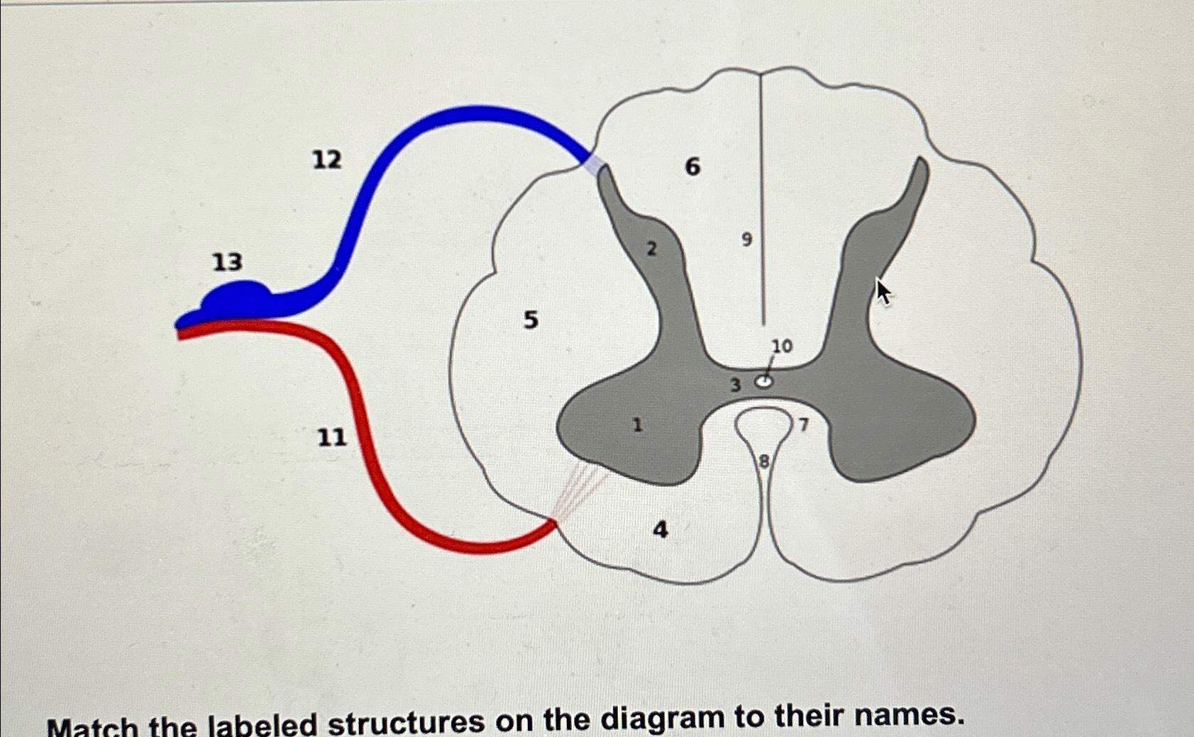 Match the labeled structures on the diagram to their | Chegg.com