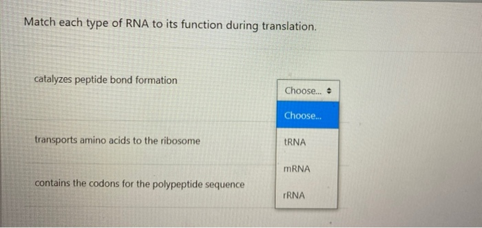 Solved Match each type of RNA to its function during | Chegg.com