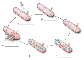 Solved: Label each step in the bacteriophage replication cycle ...