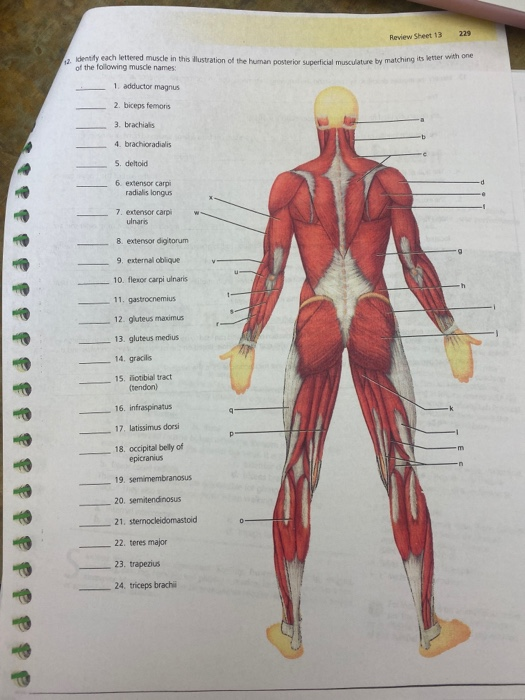 weer 1 General Revi 1 a24 RviSheet 13 Muscles of the | Chegg.com