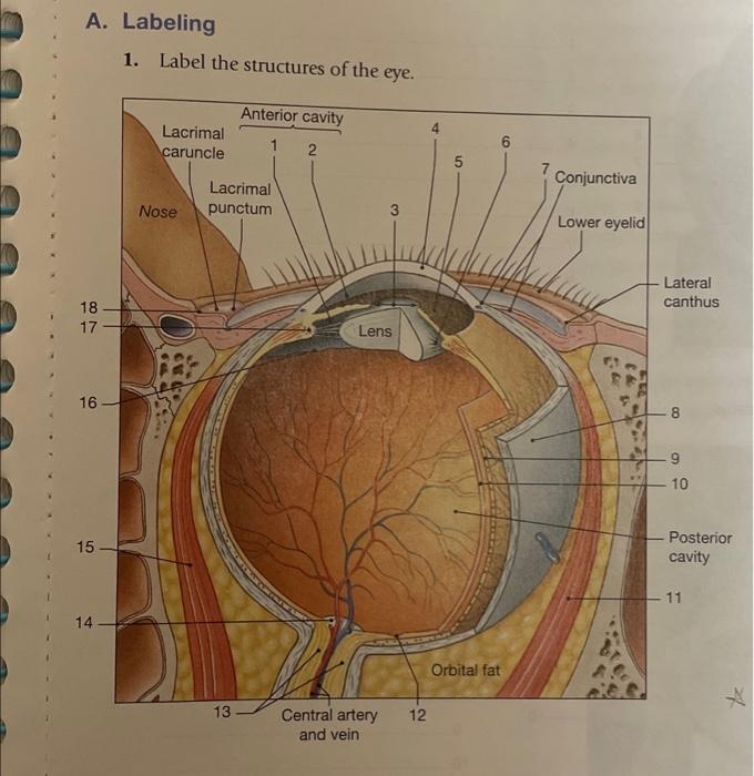 Solved Anatomy of the Eye 29 on the sure to maintain the | Chegg.com