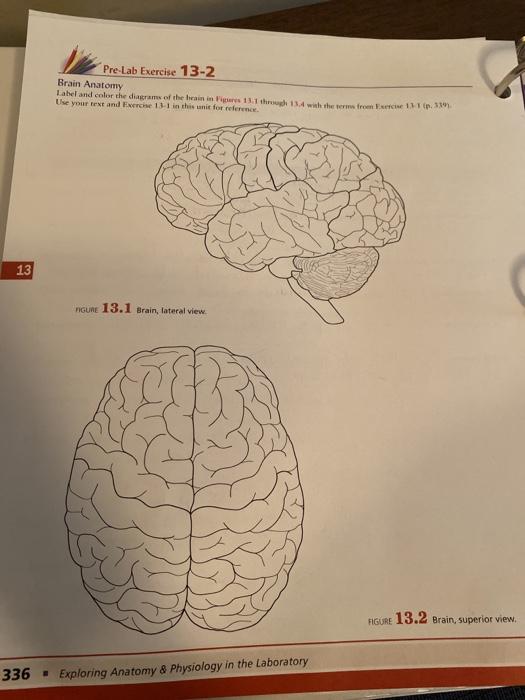 Solved pre lab exercise 13 2 brain anatomy label and color chegg