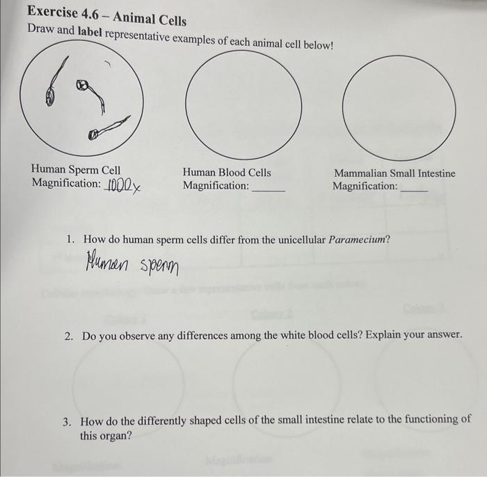 Exercise 4.6 - Animal Cells
Draw and label representative examples of each animal cell below!
Human Sperm Cell
Human Blood Ce