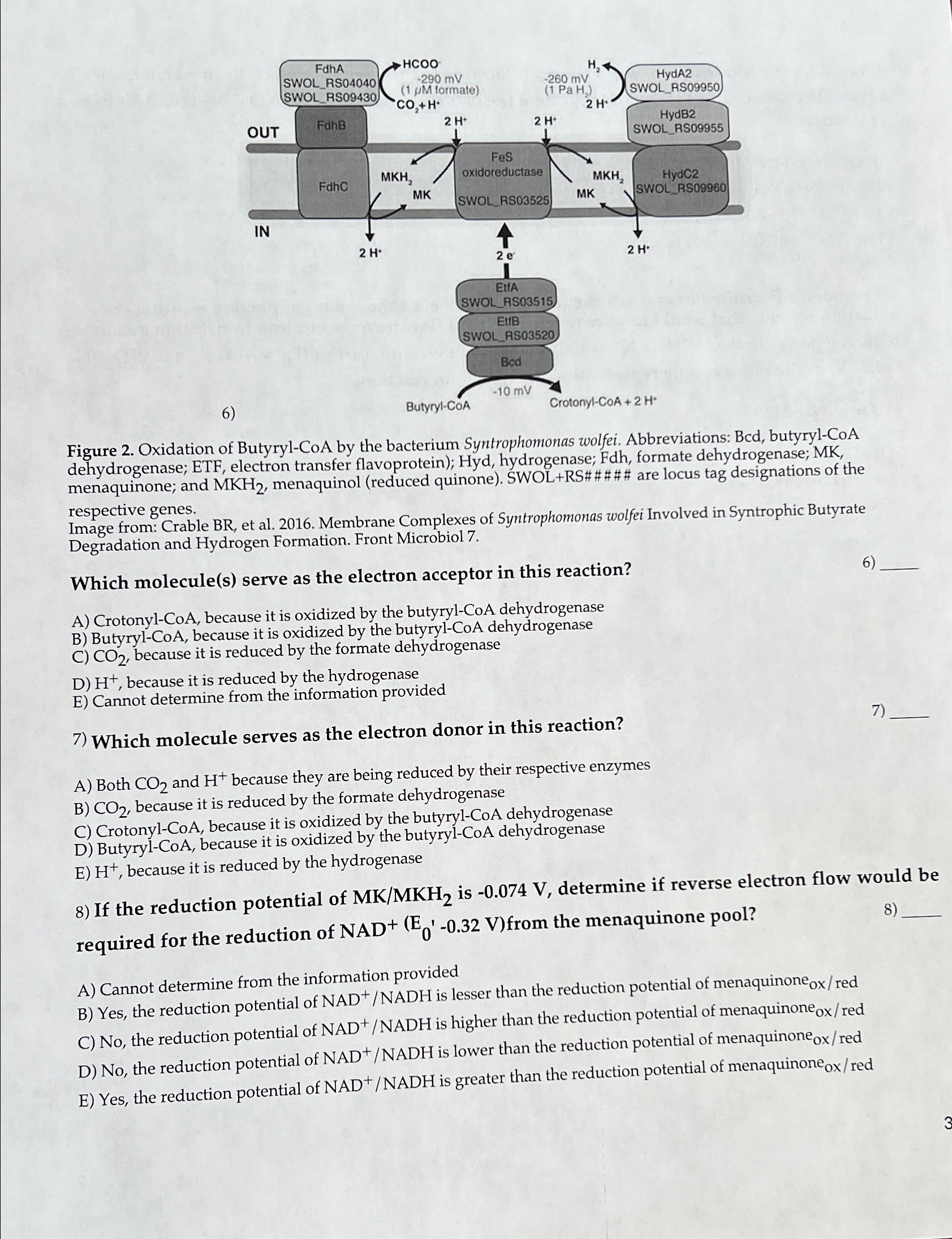 Solved Figure 2. ﻿Oxidation of Butyryl-CoA by the bacterium | Chegg.com