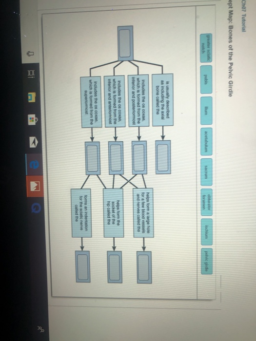 Solved Ch07 Tutorial ept Map: Bones of the Pelvic Girdle | Chegg.com