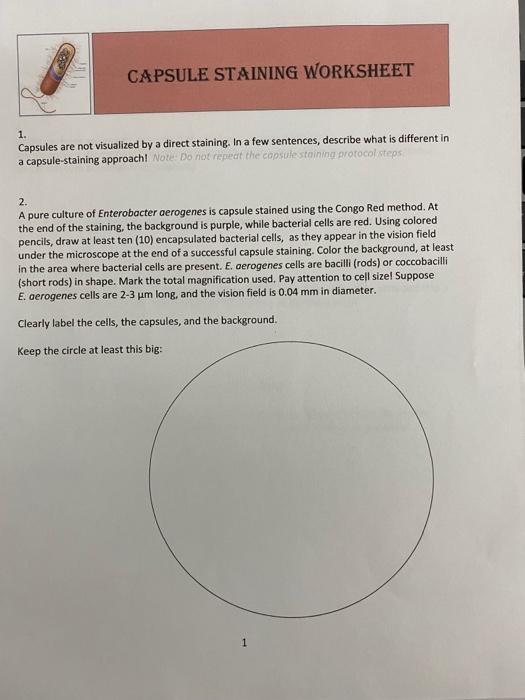 Solved CAPSULE STAINING WORKSHEET 1. Capsules are not