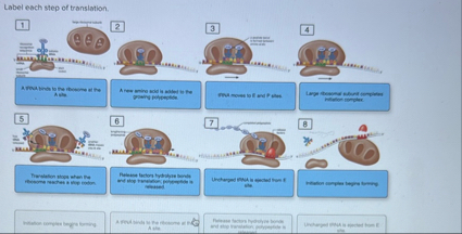 Solved Label each step of translation. 34Armatrube lo fre | Chegg.com